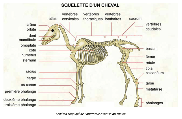 LS – Anatomie du Dos