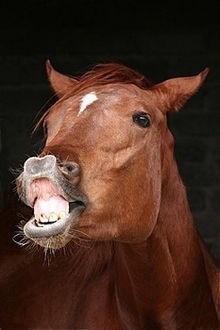 MS – Le Flehmen un Comportement pas si Anodin