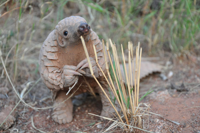 MS – Le Pangolin
