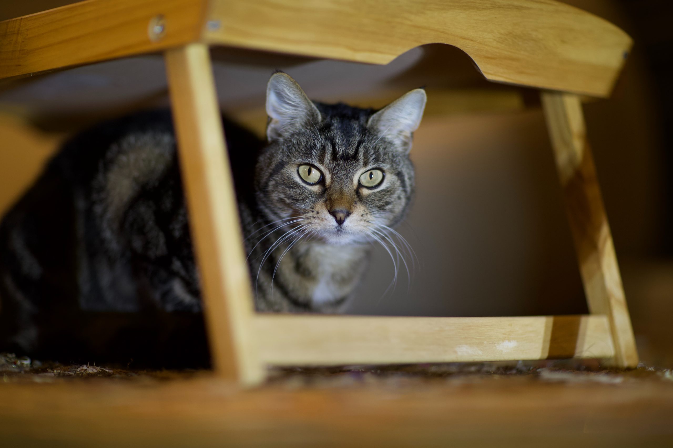MS – Les Chats et le Besoin de se Cacher