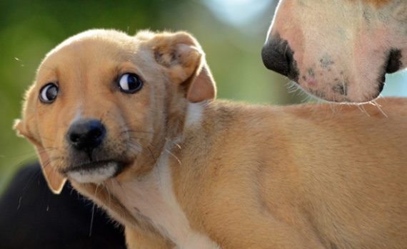 MS – Les Signaux d’Apaisement du Chien
