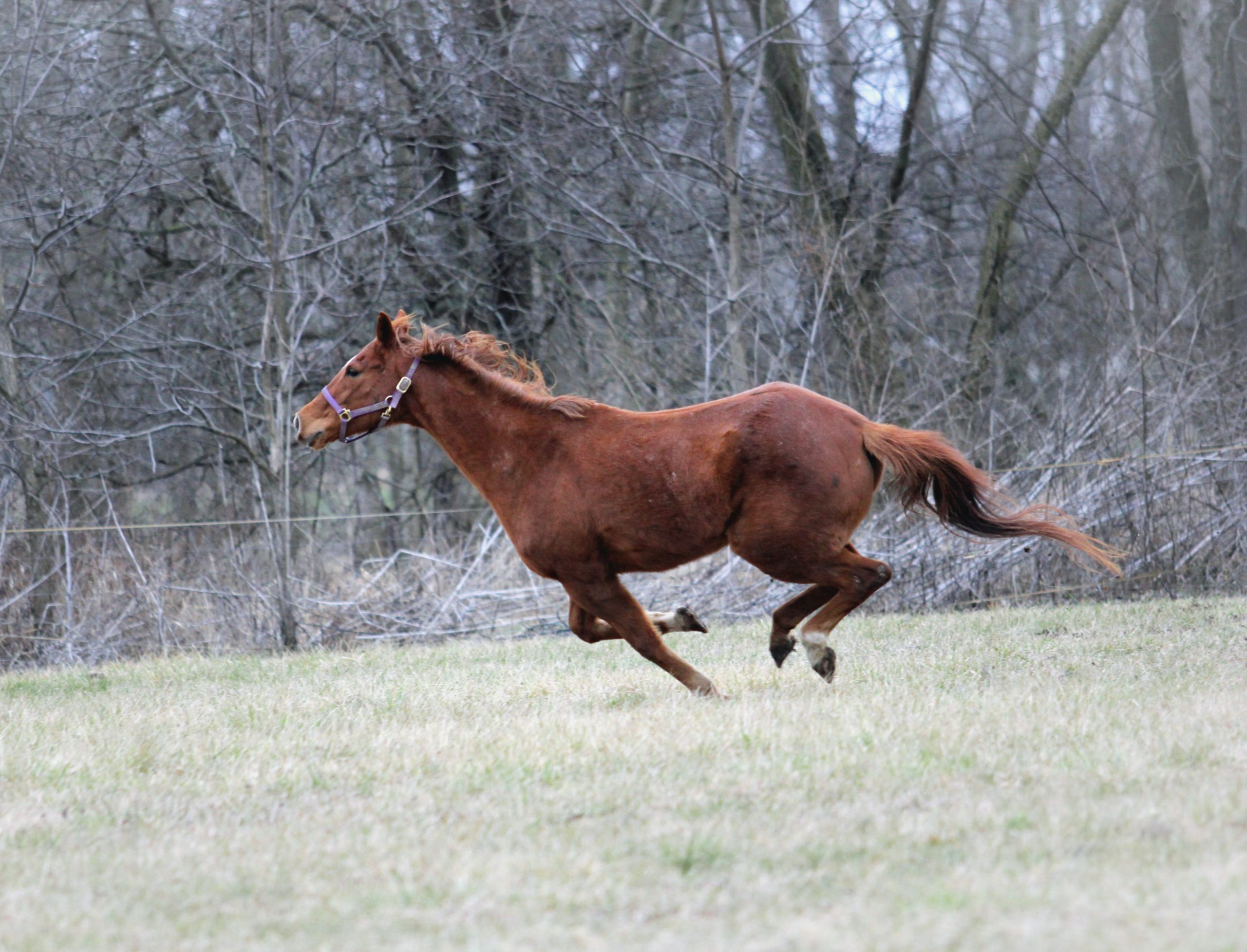 SP – Mon Cheval est Trop Chaud