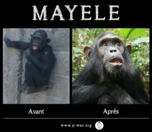 MAYELE-705×610
